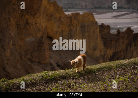 Mountain Goat at Cliff Edge Stock Photo