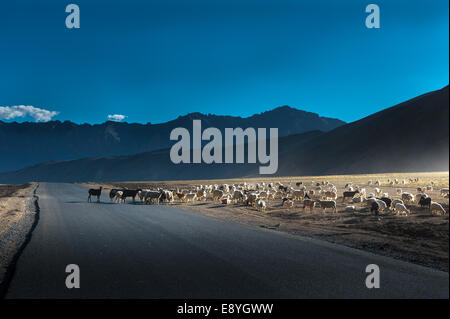 Pashmina Goats and herd of sheep in evening at More plains, Ladakh Stock Photo
