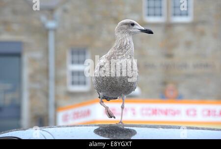 A Juvenile Herring gull  (Larus argentatus) walking on top of a car roof St ives Cornwall england uk Stock Photo