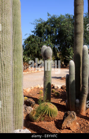 Botanicactus garden, Jardín Botánico, Ses Salines, Mallorca, Balearic Islands, Spain.