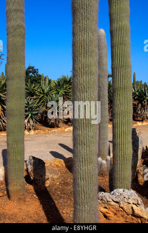 Botanicactus garden, Jardín Botánico, Ses Salines, Mallorca, Balearic Islands, Spain.