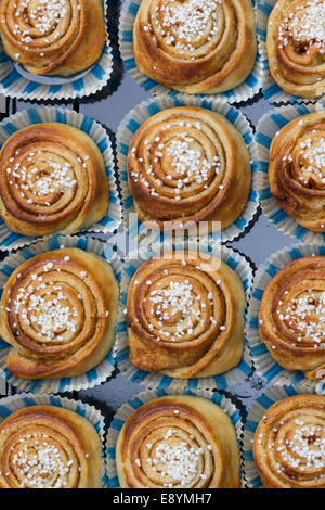 A tray of freshly baked cinnamon buns Stock Photo