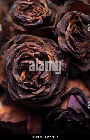 Decaying black roses / Rotting flowers Stock Photo