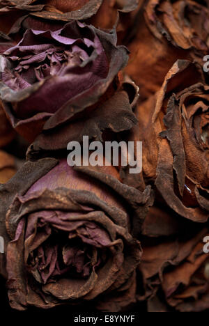 Decaying black roses / Rotting flowers Stock Photo