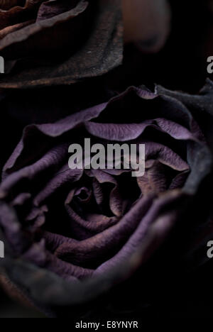 Decaying black roses / Rotting flowers Stock Photo