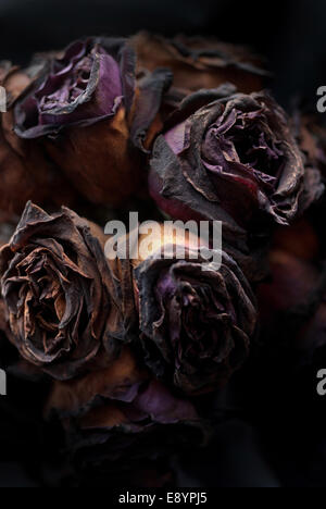 Decaying black roses / Rotting flowers Stock Photo