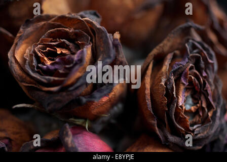 Decaying black roses / Rotting flowers Stock Photo