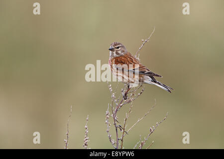 Linnet (Carduelis cannabina) male perched in field Wirral Merseyside UK April 53444 Stock Photo