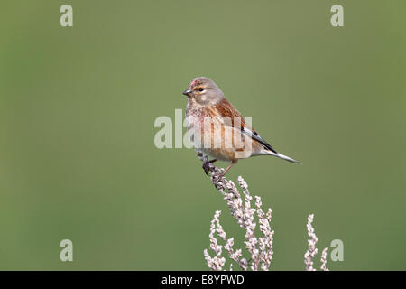 Linnet (Carduelis cannabina) male perched in field Wirral Merseyside UK May 55961 Stock Photo