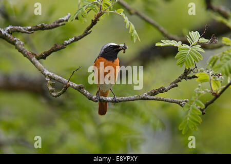 Common Redstart (Phoenicurus phoenicurus) male perched in woodland with food for young North Wales UK June 58474 Stock Photo