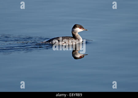 Slavonian Grebe (Podiceps auritus) in winter plumage swimming on lake in country park Staffordshire UK February 50859 Stock Photo