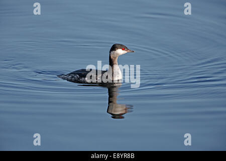 Slavonian Grebe (Podiceps auritus) in winter plumage swimming on lake in country park Staffordshire UK February 50944 Stock Photo