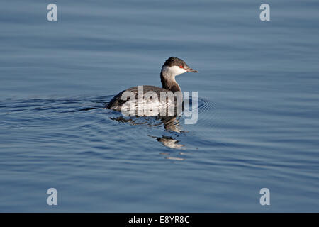 Slavonian Grebe (Podiceps auritus) in winter plumage swimming on lake in country park Staffordshire UK February 51007 Stock Photo