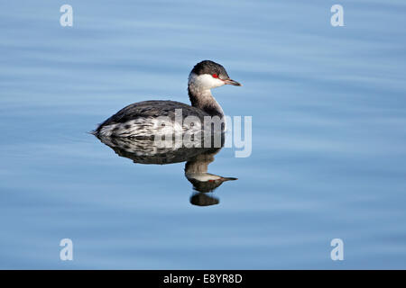 Slavonian Grebe (Podiceps auritus) in winter plumage swimming on lake in country park Staffordshire UK February 51079 Stock Photo