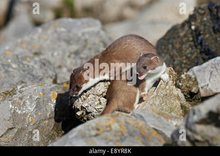 Stoat (Mustela erminea) two young together among rocks North Wales UK June 50449 Stock Photo