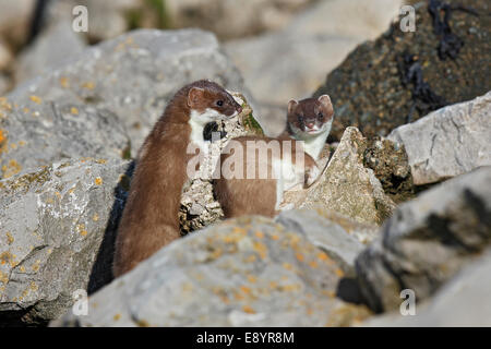 Stoat (Mustela erminea) two young together among rocks North Wales UK June 50454 Stock Photo