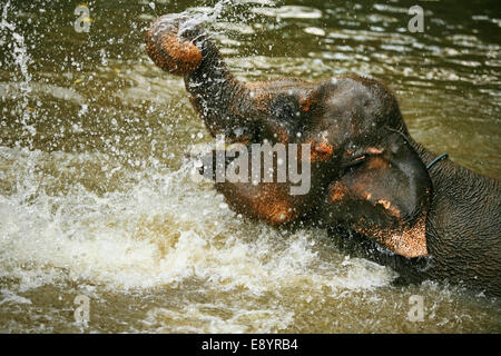 The elephant bathes in water Stock Photo