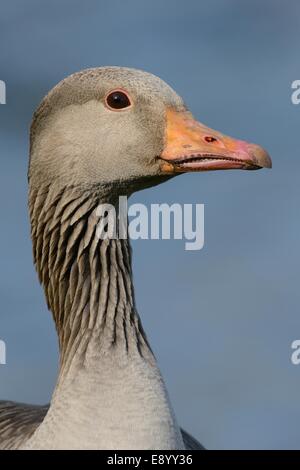 Greylag goose (Anser anser) head portrait in evening light, Gloucestershire, UK, May. Stock Photo