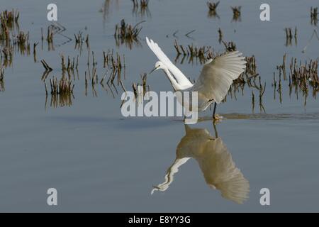 Little egret (Egretta garzetta) chasing a fish with its wings raised in a freshwater marsh, Gloucestershire, UK, May. Stock Photo