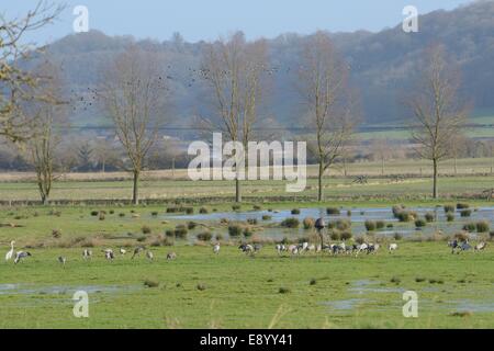 Lapwing flock flying over group of forty-five adult and juvenile Common / Eurasian cranes (Grus grus) on the Somerset Levels. Stock Photo