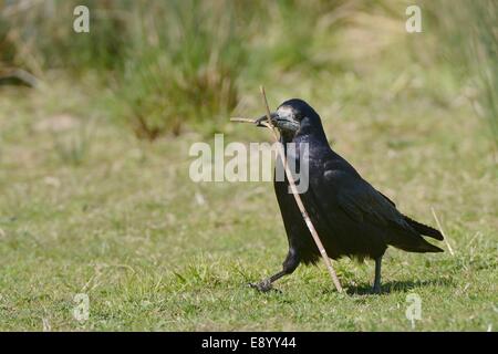 Rook (Corvus frugilegus) walking with a stick it has collected for its nest, Gloucestershire, UK, May. Stock Photo