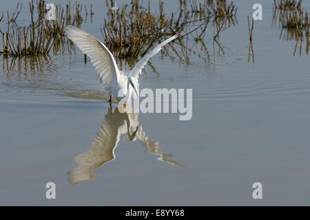 Little egret (Egretta garzetta) stalking a fish with its wings raised in a freshwater marsh, Gloucestershire, UK, May. Stock Photo