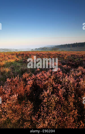 Misty morning sunrise; Ibsley Common, New Forest National Park; Hampshire County; England; Britain, UK Stock Photo