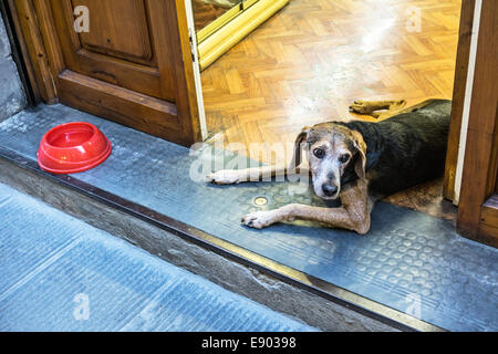 dog with a sweet face & big brown eyes lying in open doorway of elegant Oltrarno shop with red water bowl on the stoop Florence Stock Photo