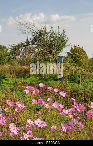 Village garden. Pink flowers, bumblebee and apple tree. Stock Photo