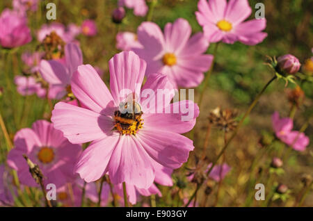 Village garden. Pink flowers and bumblebee. Stock Photo