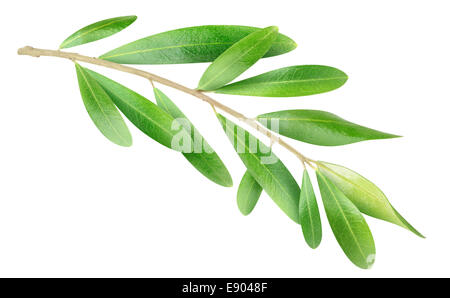 Olive branch isolated on white Stock Photo