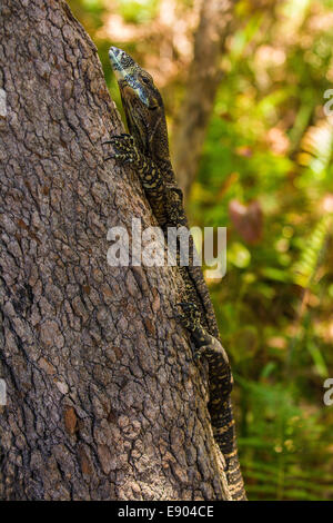 Goanna climbing a tree at the Adder Rock campground, North Stradbroke Island, Queensland, Australia Stock Photo