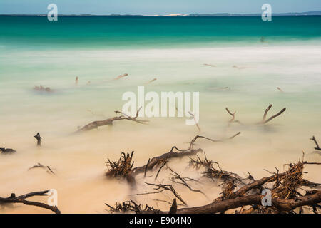 Dead trees in the surf near Adder Rock, North Stradbroke Island, Queensland, Australia Stock Photo