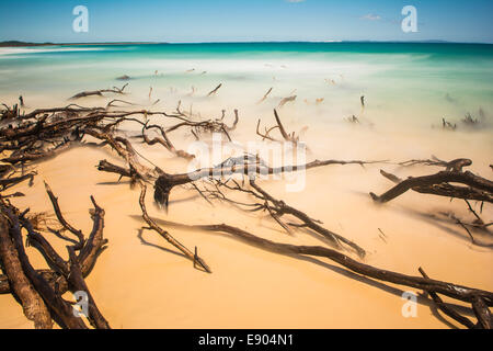 Dead trees in the surf near Adder Rock, North Stradbroke Island, Queensland, Australia Stock Photo