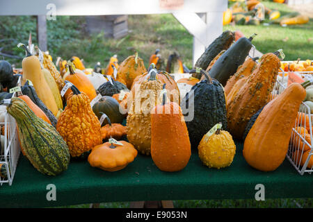 Pumpkins Squash and Gourds on display E USA