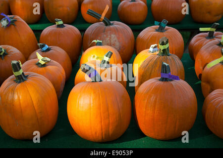 Pumpkins Squash and Gourds on display E USA
