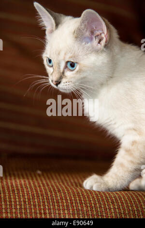 A flame point Siamese kitten on a red upholstery couch. Stock Photo