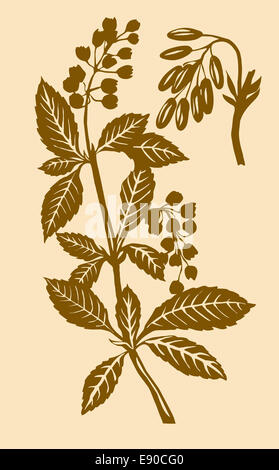 illustration of the plant of the barberry Stock Photo