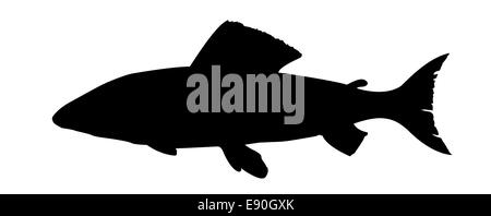 silhouette salmon on white background Stock Photo