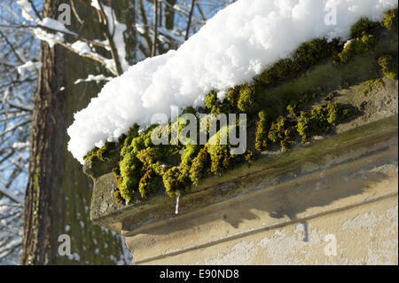 Moos mit Schnee, moss with snow Stock Photo