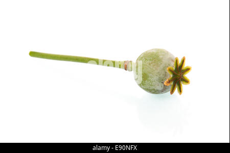 Poppy seed pod isolated on white Stock Photo
