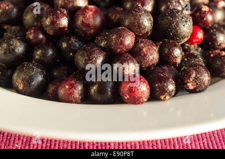 Black currant covered with hoarfrost on a white plate Stock Photo