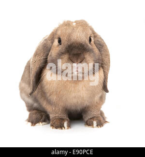 Dwarf lop-eared rabbit breeds Ram. Stock Photo