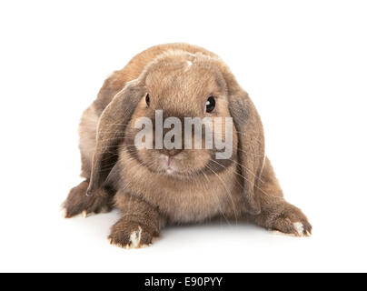 Dwarf lop-eared rabbit breeds Ram. Stock Photo