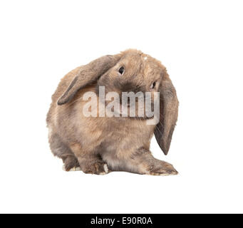 Dwarf lop-eared rabbit breeds Ram. Stock Photo