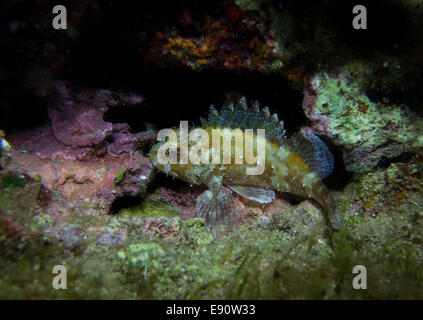 Small Rockfish, Scorpaena notate, on algae covered rock. Stock Photo