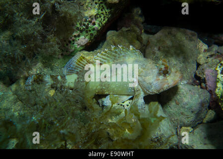 Small Rockfish, Scorpaena notate, on algae covered rock. Picture was taken in Malta. Stock Photo