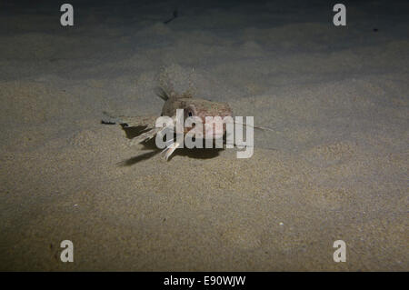 Flying gurnard, Dactylus volitans, picture taken in Malta, western Mediterranean Sea. Stock Photo