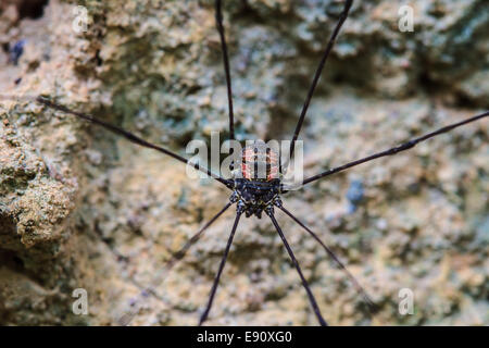 Harvestman spider or daddy longlegs close up on tree in forest Stock Photo