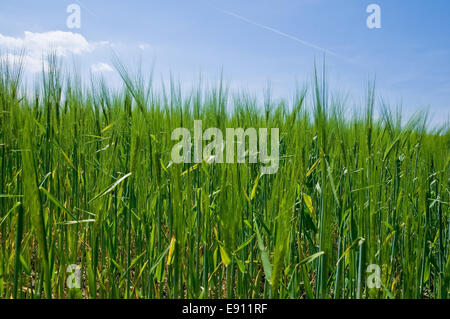 Cornfield Stock Photo